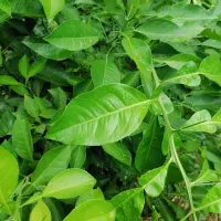 نهال نارنج شیرازی و ازگیل ژاپنی (انبوه) عمده و تکی|خدمات باغبانی و درختکاری|لاهیجان, بازکیاگوراب|دیوار