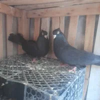 کبوتر سیاه چشم سفید(معاوضه باکبوتر چتری)