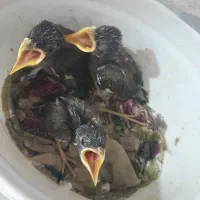 مینا