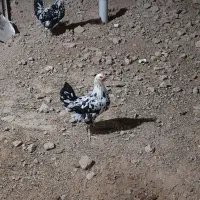 مرغ گلین جوان تازه شروع به تخم گذاری کردن|حیوانات مزرعه|شیراز, شریف‌آباد|دیوار