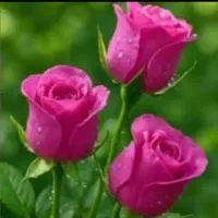 تعداد زیاد گل و گیاه طبیعی