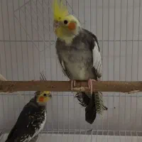 دوعدد عروس شش ماهه هردو نر