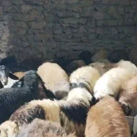 شیشک مایه کرده