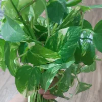 قلمه پتوس گل طبیعی ابلق