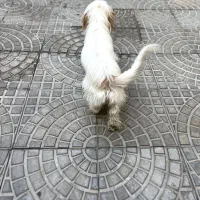 سگ خانگی|سگ|میاندوآب, |دیوار