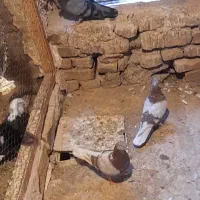 کفتر|پرنده|قم, هفت تیر|دیوار