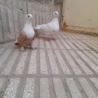 دوتا رنگه کفتر|پرنده|سبزوار, باهنر|دیوار