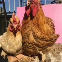 مرغ و خروس ، نیمچه و جوجه