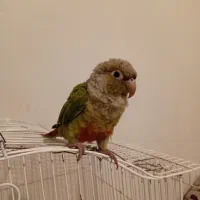 طوطی رام دستی گرینچیک دون خور|پرنده|ری, حمزه‌آباد|دیوار