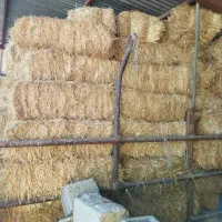 فروش کاه گندم