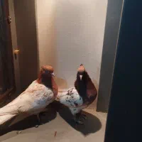 سینه کله هفت رنگ کاکلی خال کرباتی|پرنده|سبزوار, قصبه شرقی|دیوار