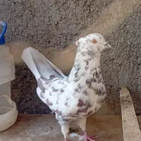 کفتر پرشی نر گرگی خال سرخ