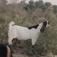 بز پتیری اصیل هیکلی