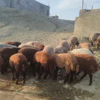 بره قوچ و قوچ همو