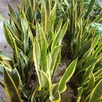 گل وگیاه|گل و گیاه طبیعی|کنگاور, |دیوار