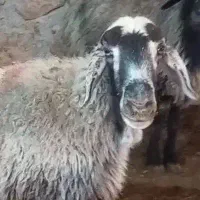 ۲راس سالار میش آبستن ترکی روزگاری