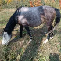 مادیان ۵ ساله|اسب و تجهیزات اسب‌سواری|سیدآباد, |دیوار