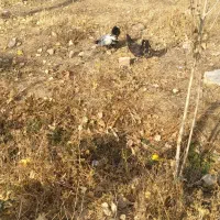 مرغ و خروس مینیاتوری