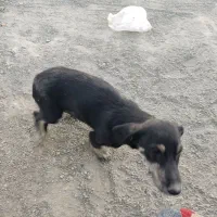 سگ خونگی مهربون|سگ|اصفهان, آفاران|دیوار