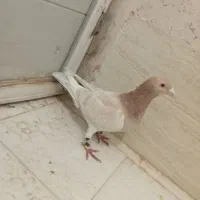 یک عدد گرفتنی شب