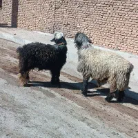 میش قوچ بره