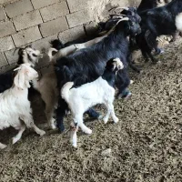 بز  کهره دار