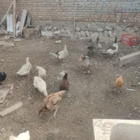 غاز و مرغ محلی|حیوانات مزرعه|جلفا, |دیوار
