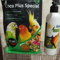 دو عدد عروس هلندی نرو ماده تخم گذار|پرنده|گلستان (تهران), |دیوار