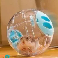 توپ همستر|موش و خرگوش|اصفهان, دنارت|دیوار