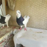 جوجه مرغ مرندی و کفتر|حیوانات مزرعه|یزد, |دیوار