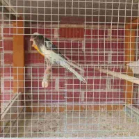 قناری رد فکتور و کشیده بلند|پرنده|اصفهان, سپاهان‌شهر|دیوار