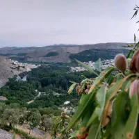 فروش-باغ-بادام-6500-متری
