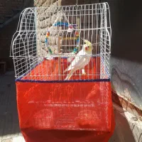 عروس هلندی همراه قفس