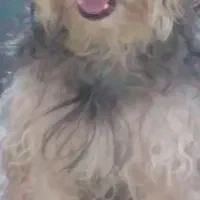 شیتزو نر|سگ|بندرعباس, |دیوار