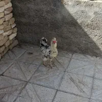 مرغ گلین|حیوانات مزرعه|شیروان (خراسان), |دیوار