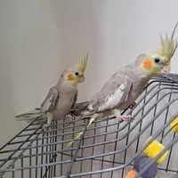 جوجه عروس هلندی
