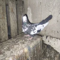 کفتر سینه|پرنده|شیراز, نصر|دیوار