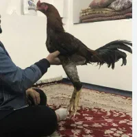 جوجه لاری تُرک|حیوانات مزرعه|شاندیز, |دیوار