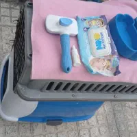 گربه پرشین|گربه|خمینی‌شهر, |دیوار