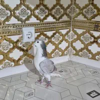 کبوتر بدرنگ .دمگیر|پرنده|شاهین‌شهر, گزبرخوار|دیوار