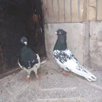 مرغ کفتر کله سیاه کاکلی چهل سانتی جفت و طوقی سیاه