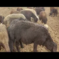 قوچ میش و بره