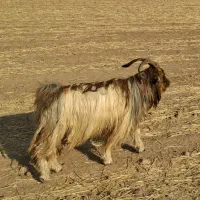 بعده