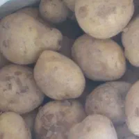 ۱۰۰ کیلو سیب زمینی تازه کیلویی ۲۰