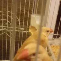 سهره عروس فنج نرگسی|پرنده|قم, بکایی|دیوار