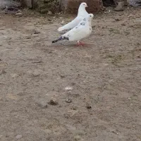 معاوظه با قناری نر|پرنده|سنگر, |دیوار