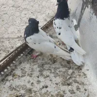 جفت کبوتر کله ای ناب