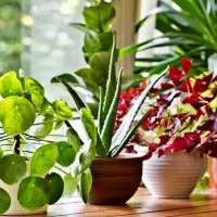 اجرای خدمات تخصصی باغبانی باغچه کاری کاشت|خدمات باغبانی و درختکاری|تهران, باغ فیض|دیوار