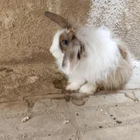 جفت خرگوش لپ