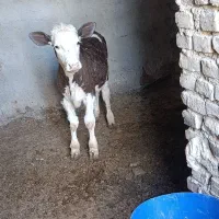 گوساله نر سمینتال اصل